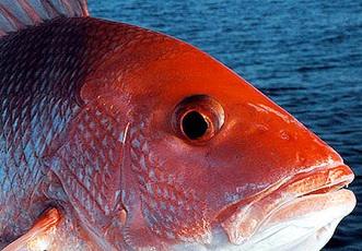 Snapper